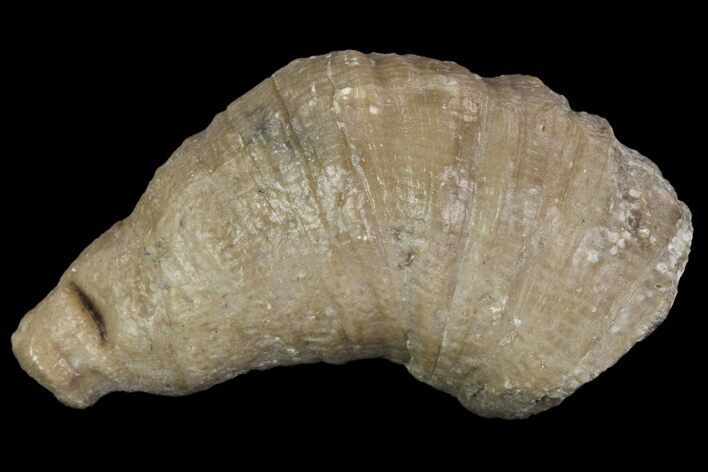 Fossil Devonian Coral (Zaphrentis) - Iowa #95819